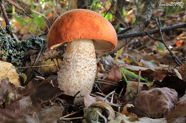 kozák dubový Leccinum aurantiacum (Bull.) Gray