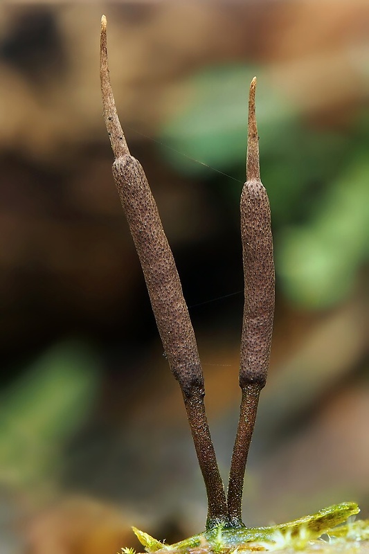 žezlovka Ophiocordyceps stylophora (Berk. & Broome) G.H. Sung, J.M. Sung, Hywel-Jones & Spatafora