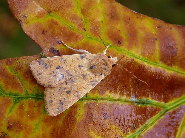 mora brestová Xanthia gilvago