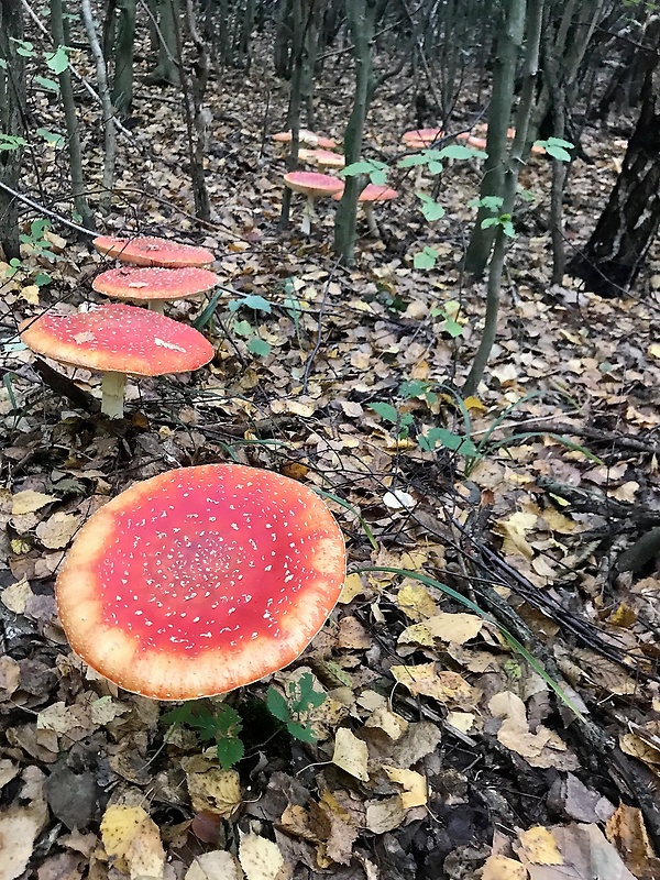 muchotrávka červená Amanita muscaria (L.) Lam.