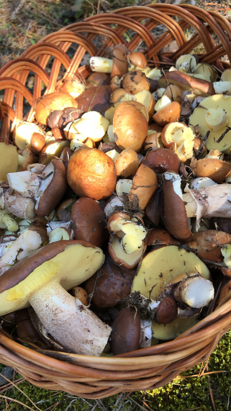 masliak zrnitý Suillus granulatus (L.) Roussel