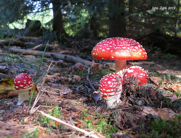 muchotrávka červená Amanita muscaria (L.) Lam.