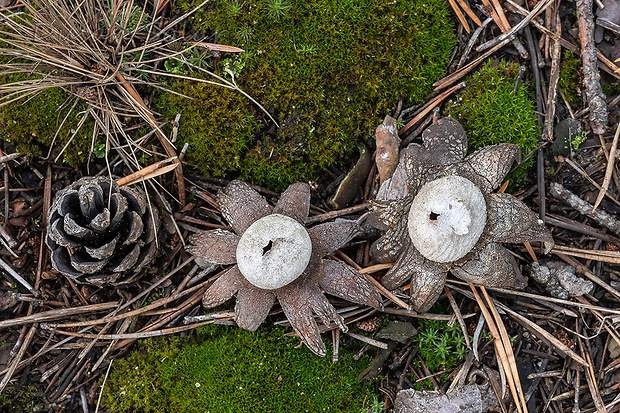 hviezdovec vlahojavný Astraeus hygrometricus (Pers.) Morgan