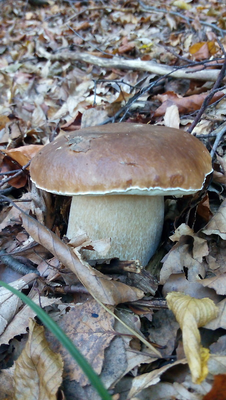 hríb smrekový Boletus edulis Bull.