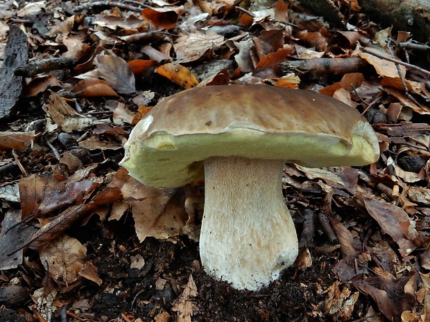 hríb smrekový Boletus edulis Bull.