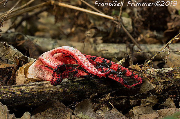 mrežovka kvetovitá Clathrus archeri (Berk.) Dring