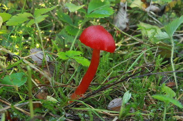 lúčnica šarlátová Hygrocybe coccinea (Schaeff.) P. Kumm.