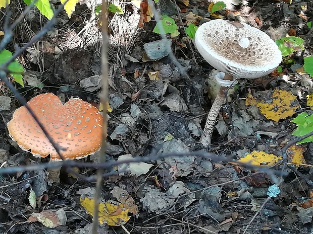 bedľa vysoká a muchotrávka červená  Macrolepiota procera a amanita muscaria