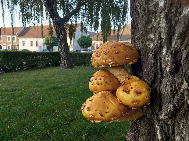 šupinovka Pholiota sp.