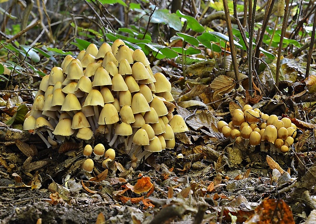 drobuľka trsovitá Psathyrella multipedata (Peck) A.H. Sm.