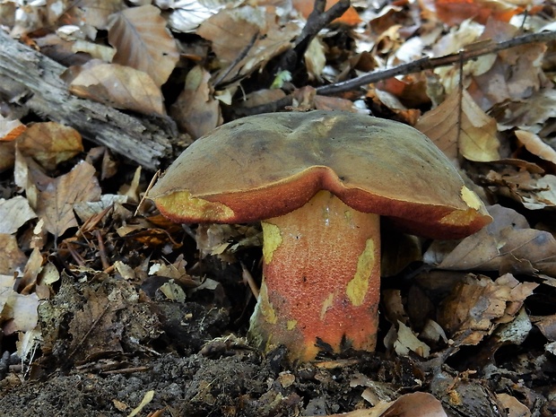 hríb zrnitohlúbikový Sutorius luridiformis (Rostk.) G. Wu & Zhu L. Yang