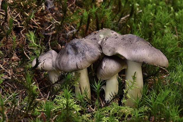 čírovka sivá Tricholoma portentosum (Fr.) Quél.