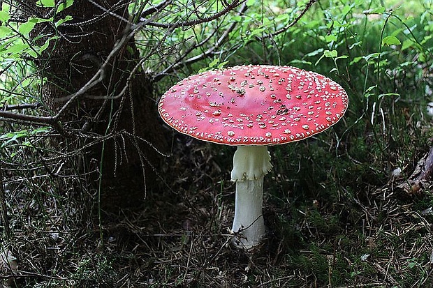 muchotrávka červená Amanita muscaria (L.) Lam.