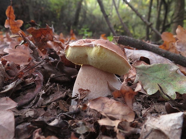 hríb smrekový Boletus edulis Bull.