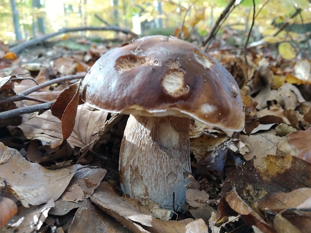 hríb smrekový Boletus edulis Bull.