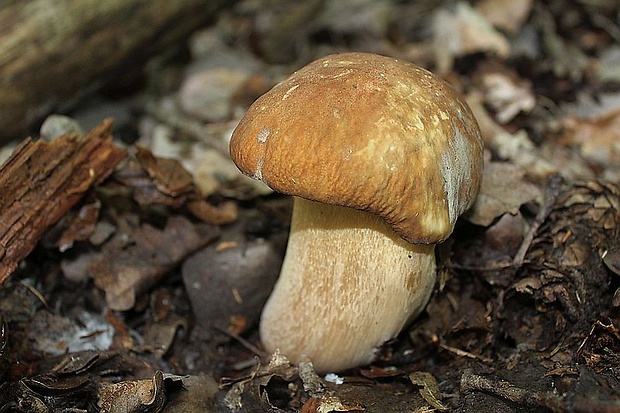 hríb dubový Boletus reticulatus Schaeff.