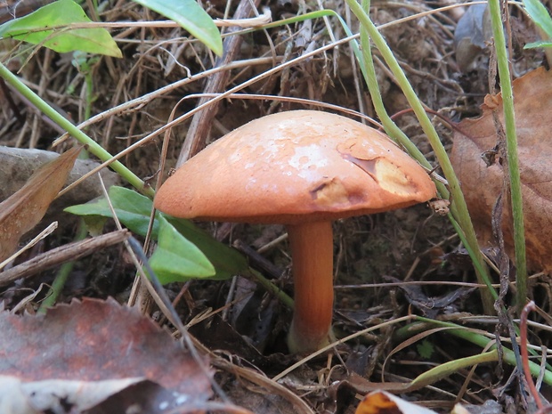 meďovec korenistý Chalciporus piperatus (Bull.) Bataille