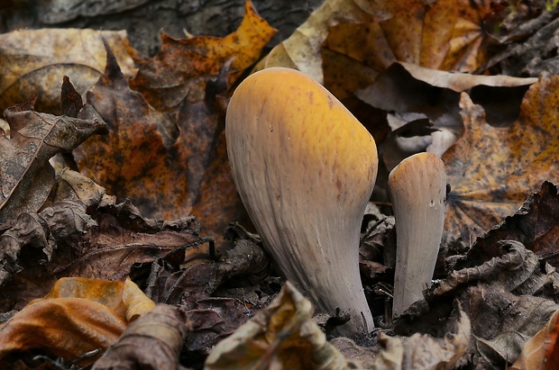 kyjak useknutý Clavariadelphus truncatus Donk