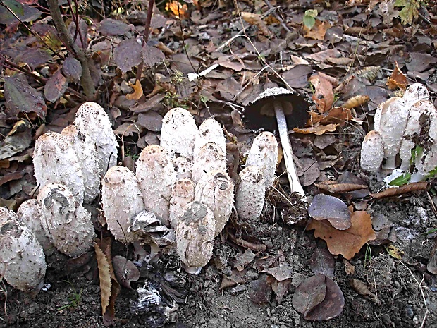 hnojník obyčajný Coprinus comatus (O.F. Müll.) Pers.