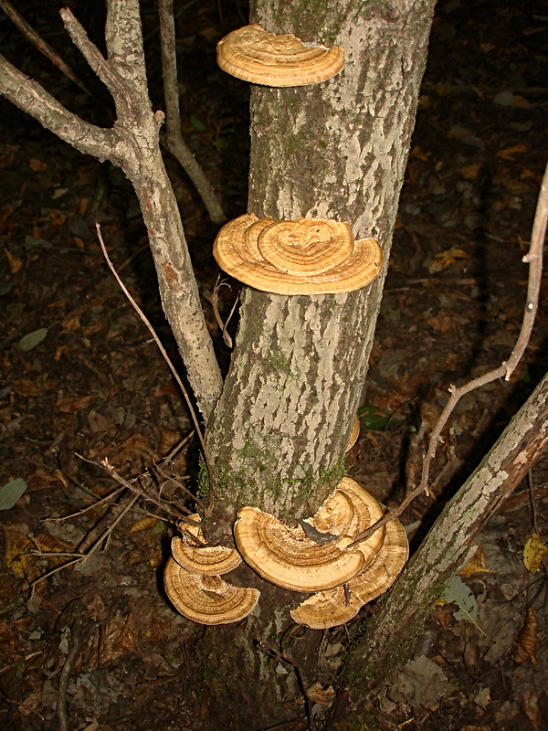 sieťkovček červenkastý Daedaleopsis confragosa (Bolton) J. Schröt.