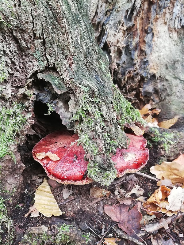 pečeňovec dubový Fistulina hepatica (Schaeff.) With.