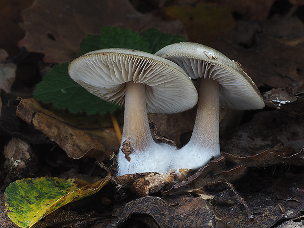 peniazovka maslová Rhodocollybia butyracea (Bull.) Lennox