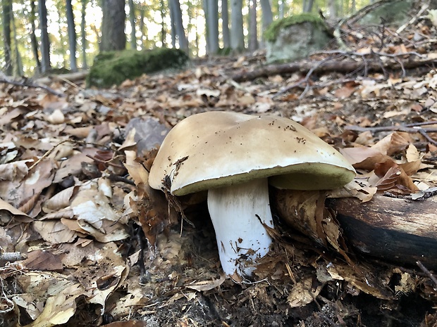 hríb smrekový Boletus edulis Bull.