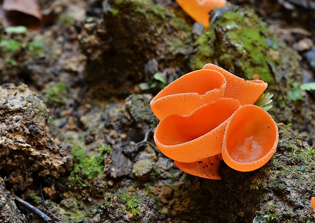 tanierovka oranžová Aleuria aurantia (Pers.) Fuckel