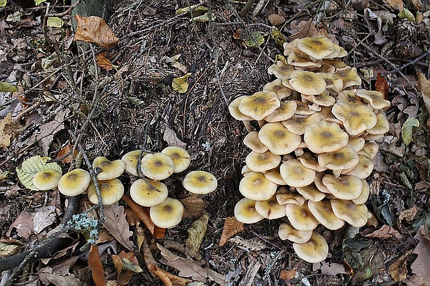 podpňovka Armillaria sp.