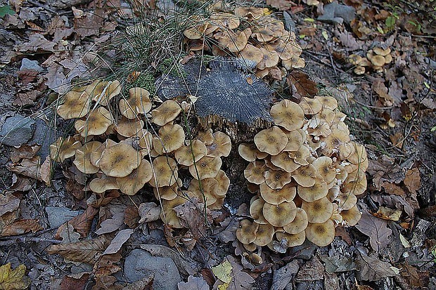 podpňovka Armillaria sp.