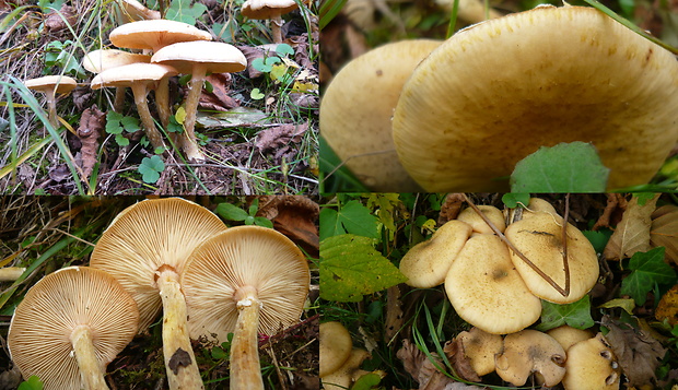 podpňovka Armillaria sp.