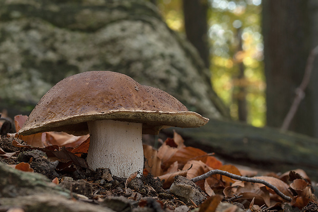 hríb smrekový Boletus edulis Bull.