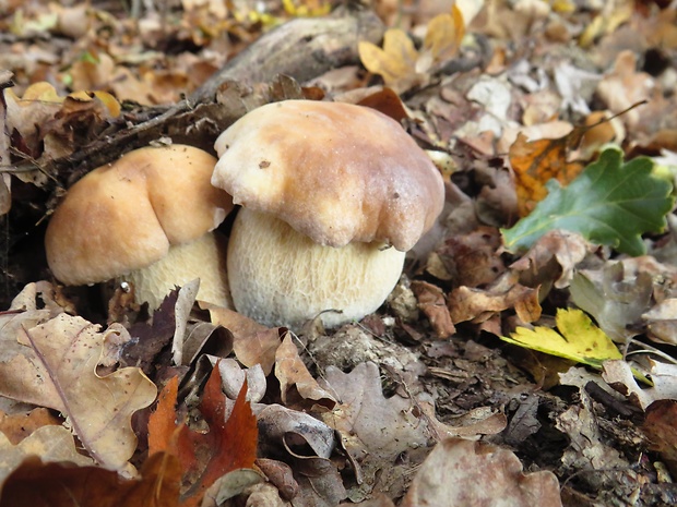 hríb smrekový Boletus edulis Bull.