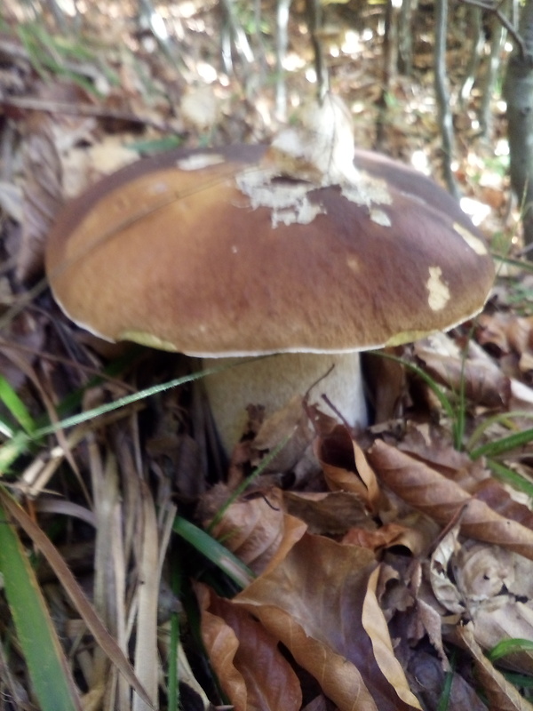 hríb smrekový Boletus edulis Bull.