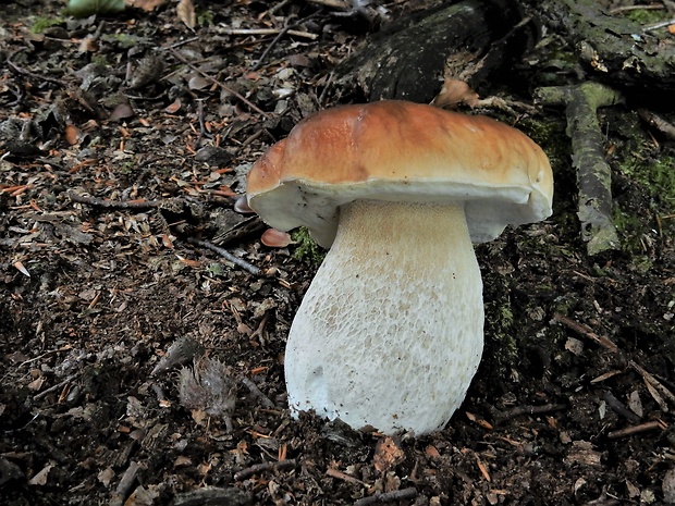 hríb smrekový Boletus edulis Bull.