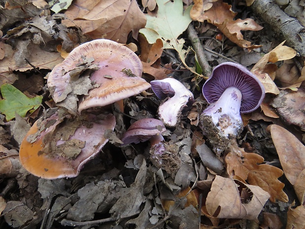 pavučinovec Cortinarius sp.