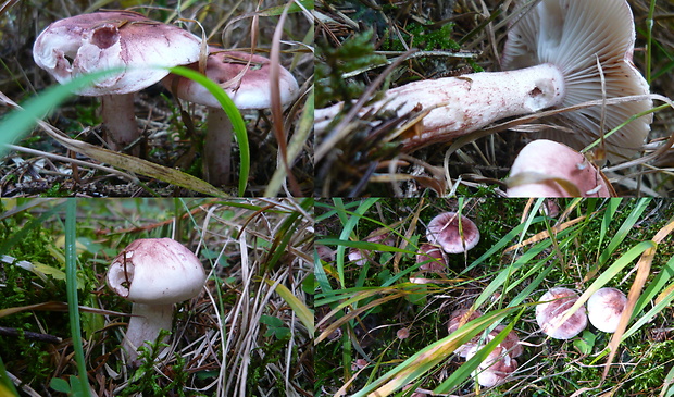 šťavnačka Hygrophorus sp.