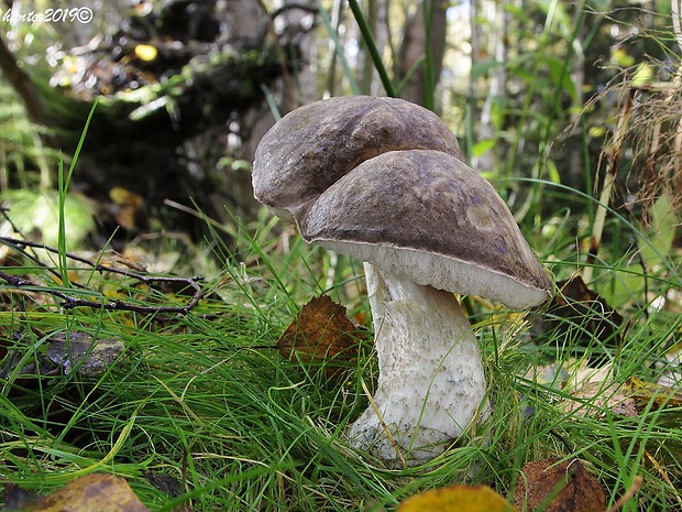 kozák rozličnofarebný Leccinum variicolor Watling