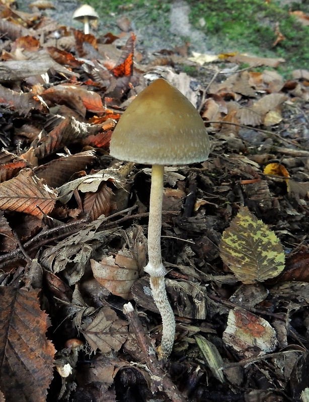 golierovka plavooranžová Leratiomyces squamosus (Pers.) Bridge & Spooner