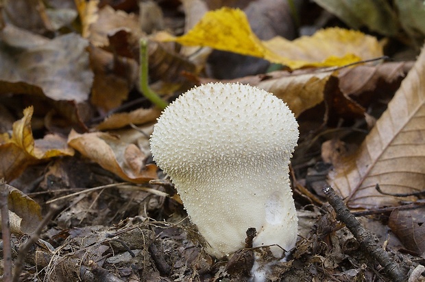 prášnica bradavičnatá Lycoperdon perlatum Pers.