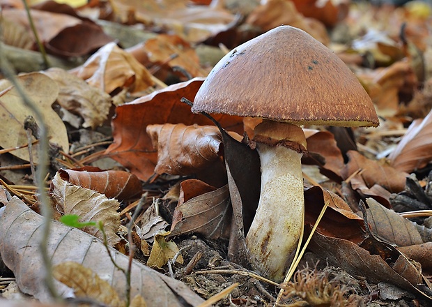 masliak obyčajný Suillus luteus (L.) Roussel