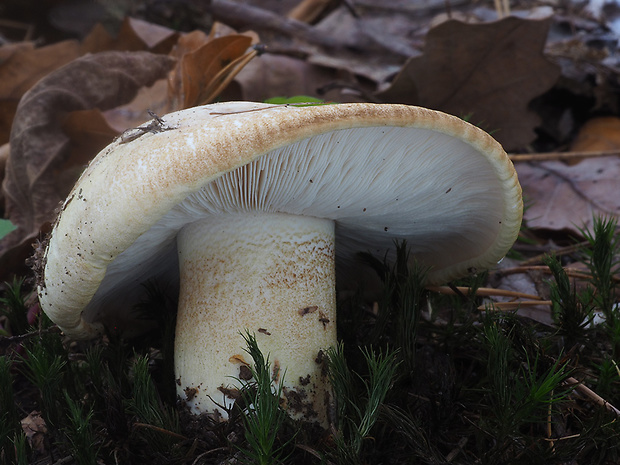 čírovka horká Tricholoma acerbum (Bull.) Vent.