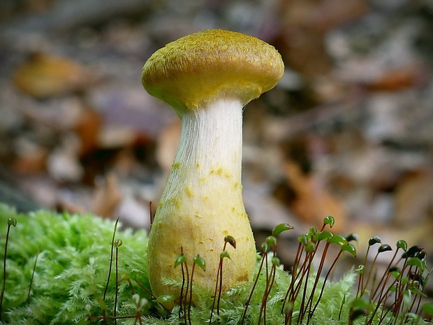 podpňovka žltá Armillaria gallica Marxm. & Romagn.