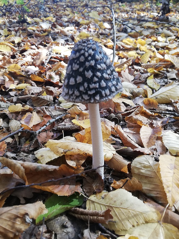 hnojník strakatý Coprinopsis picacea (Bull.) Redhead, Vilgalys & Moncalvo