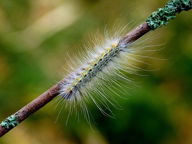 spriadač americký Hyphantria cunea