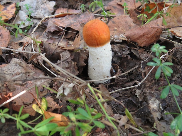 kozák osikový Leccinum albostipitatum den Bakker & Noordel.