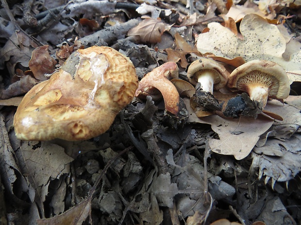 čechračka podvinutá Paxillus involutus (Batsch) Fr.