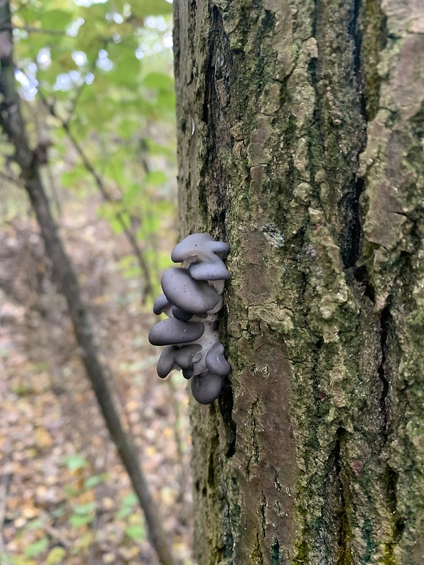 hliva ustricovitá modrastá Pleurotus columbinus Quél.