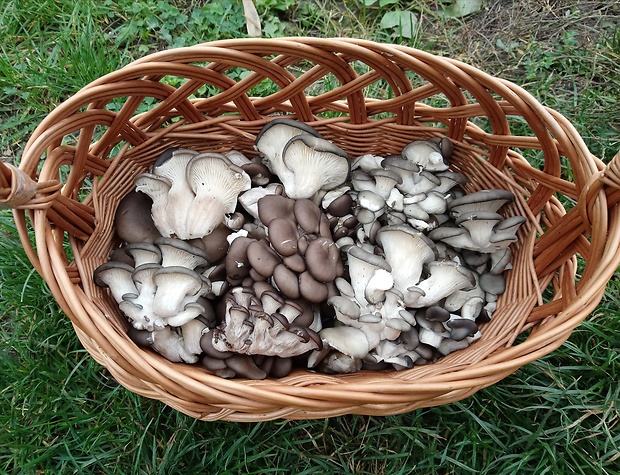 hliva ustricovitá Pleurotus ostreatus (Jacq.) P. Kumm.