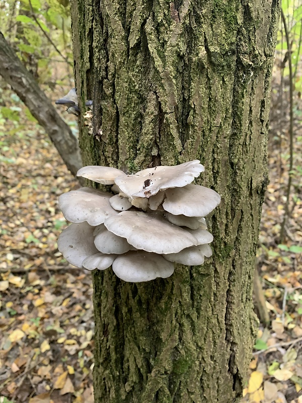 hliva ustricovitá Pleurotus ostreatus (Jacq.) P. Kumm.